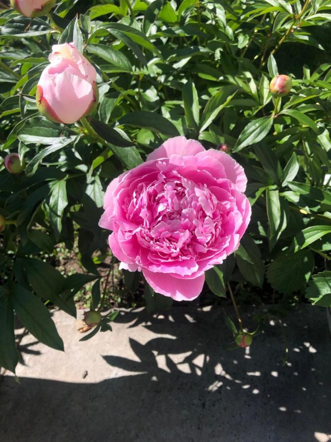 Hamptons Rose Garden Family! Hotel YYC Kültér fotó