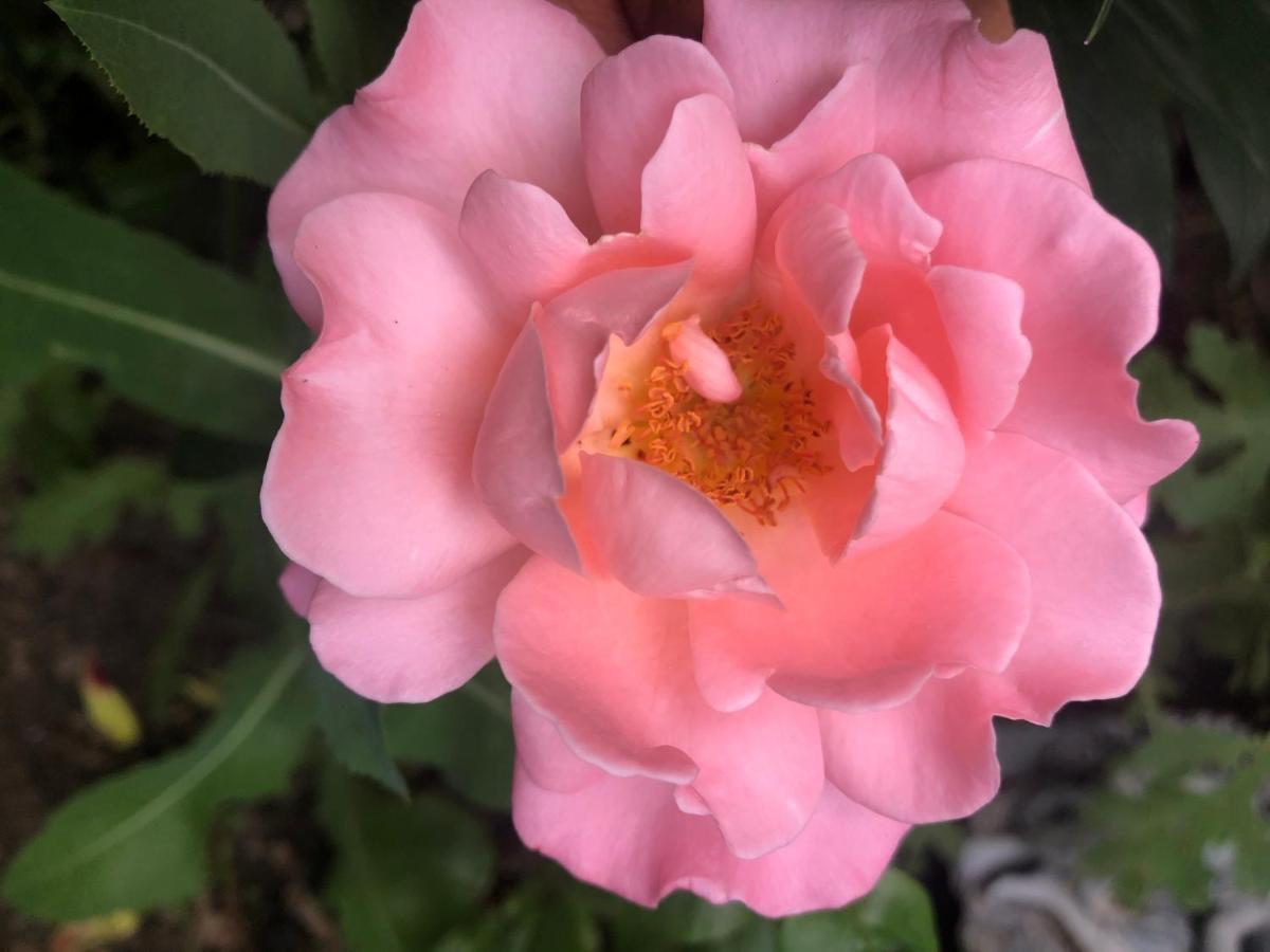 Hamptons Rose Garden Family! Hotel YYC Kültér fotó